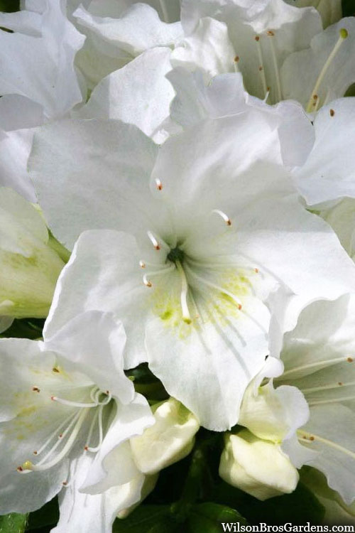  Girard's Pleasant White Azalea - 1 Gallon Pot