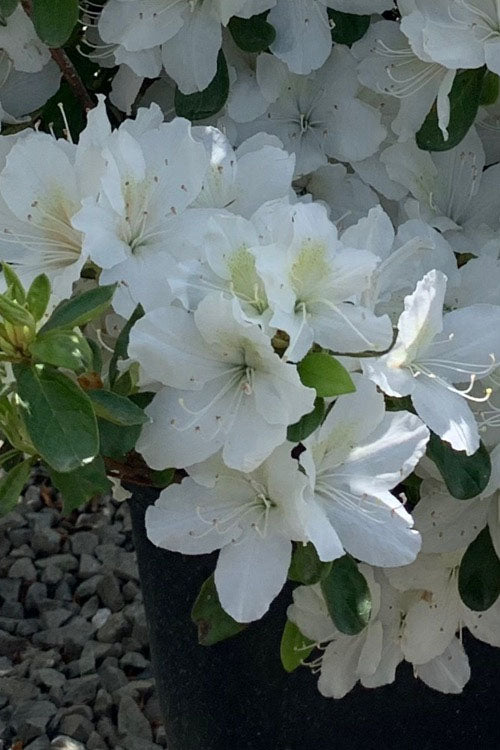  Girard's Pleasant White Azalea - 1 Gallon Pot