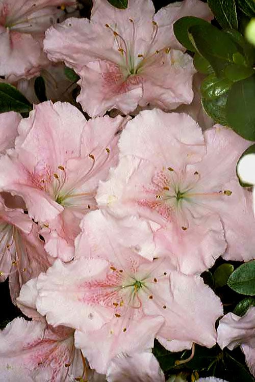  Gwenda Azalea (Robin Hill Hybrid) - 6 Pack Of 1 Gallon Pots