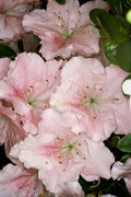  Gwenda Azalea (Robin Hill Hybrid) - 6 Pack Of 1 Gallon Pots