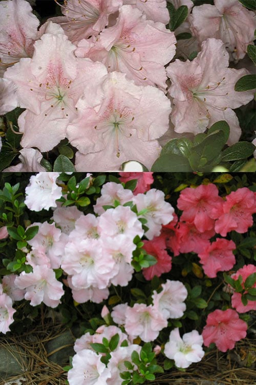  Gwenda Azalea (Robin Hill Hybrid) - 1 Gallon Pot