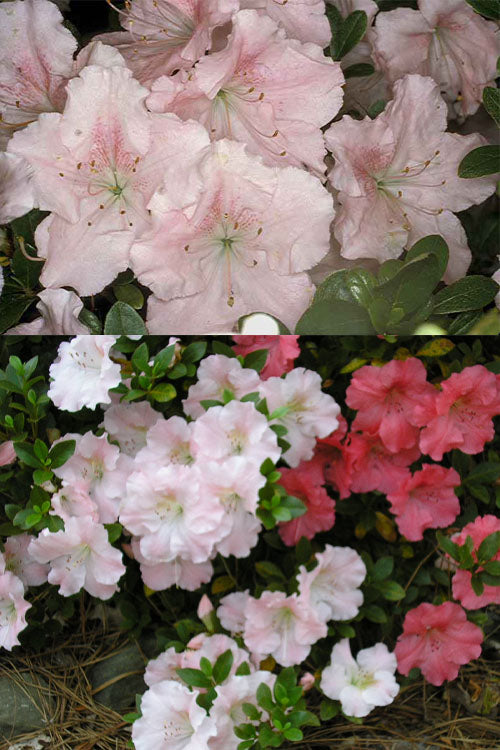  Gwenda Azalea (Robin Hill Hybrid) - 6 Pack Of 1 Gallon Pots