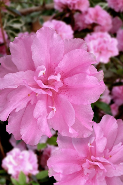  Hallie Azalea (Aromi Hybrid) - 6 Pack Of 1 Gallon Pots