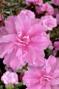  Hallie Azalea (Aromi Hybrid) - 6 Pack Of 1 Gallon Pots