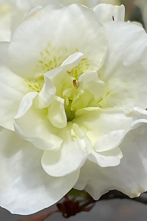  Linwood Hardy Gardenia Azalea - 3 Gallon Pot