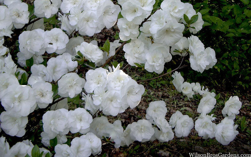  Linwood Hardy Gardenia Azalea - 3 Gallon Pot