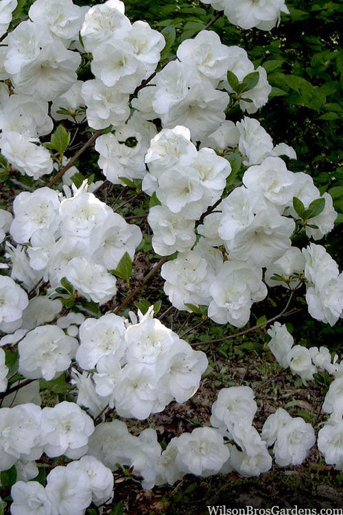  Linwood Hardy Gardenia Azalea - 2 Gallon Pot
