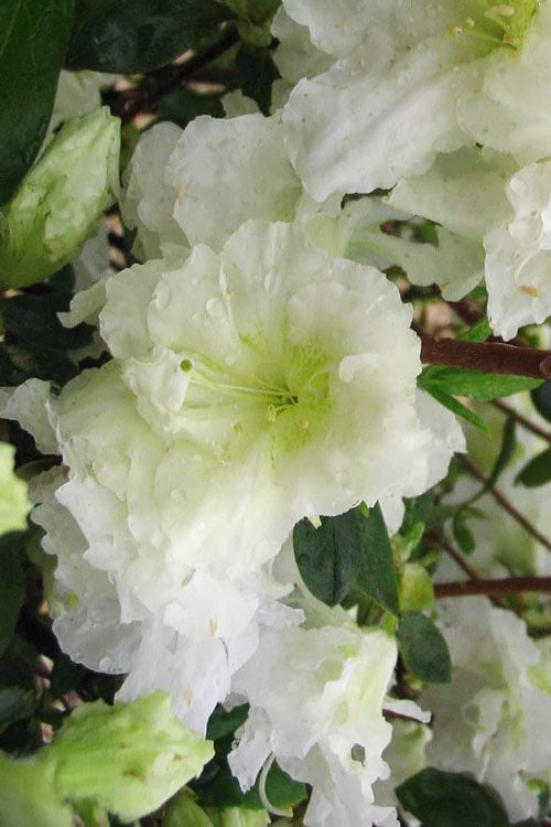  Helen Curtis Azalea - 3 Gallon Pot