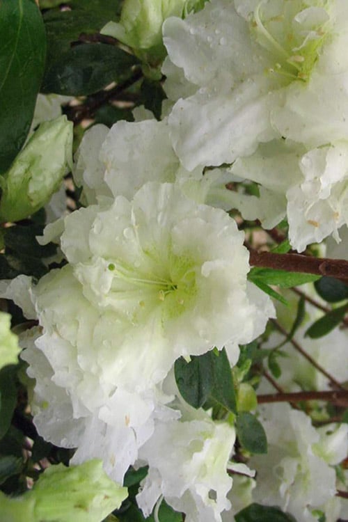  Helen Curtis Azalea - 3 Gallon Pot