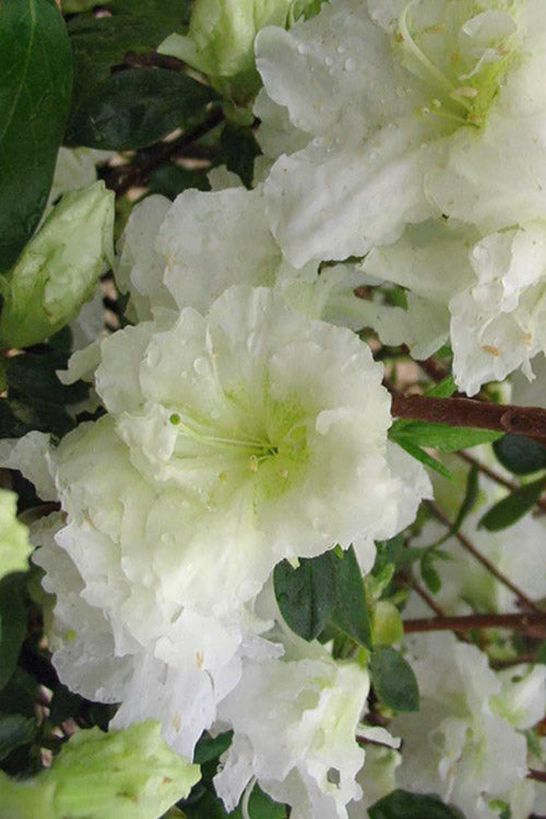  Helen Curtis Azalea - 3 Gallon Pot