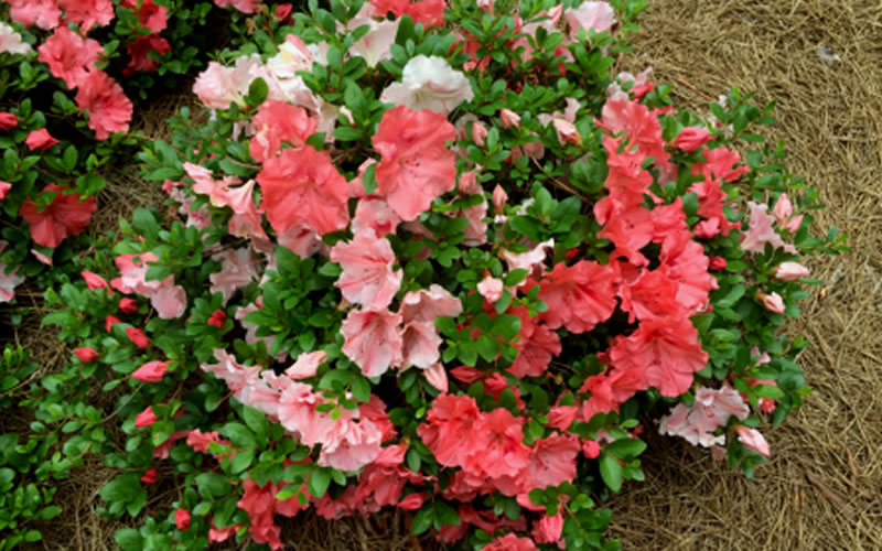  Hilda Niblett Azalea - 1 Gallon Pot