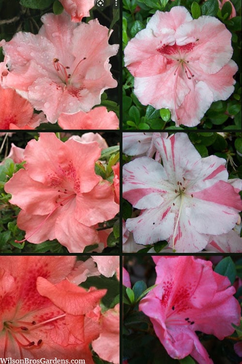  Hilda Niblett Azalea - 2 Gallon Pot 