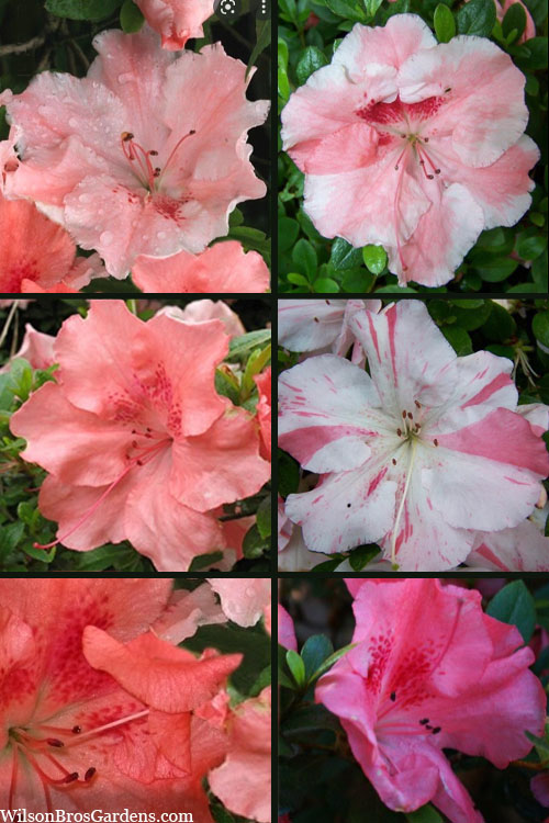  Hilda Niblett Azalea - 1 Gallon Pot