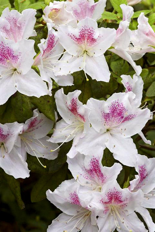  Joga Satsuki Azalea - 6 Pack Of 1 Gallon Pots