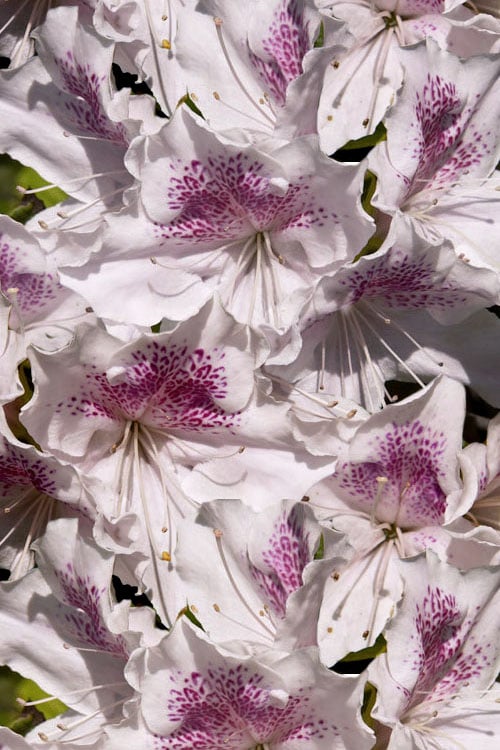  Joga Satsuki Azalea - 3 Gallon Pot 