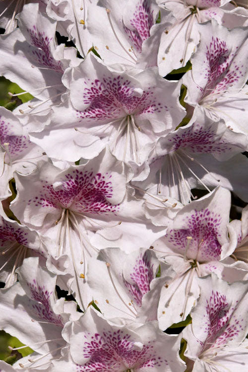 Joga Satsuki Azalea - 2 Gallon Pot