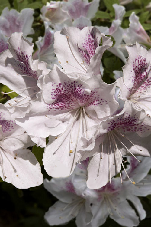  Joga Satsuki Azalea - 6 Pack Of 1 Gallon Pots
