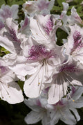  Joga Satsuki Azalea - 3 Gallon Pot