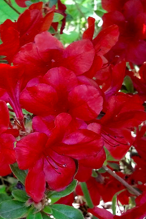  Midnight Flare Azalea - 2 Gallon Pot