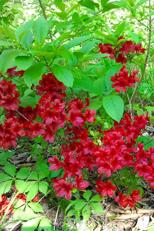  Midnight Flare Azalea - 2 Gallon Pot