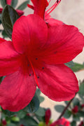  Midnight Flare Azalea - 2 Gallon Pot