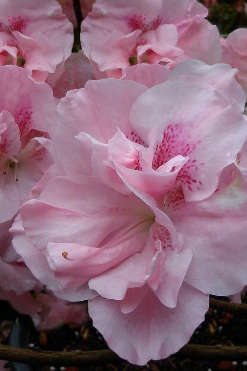  Nancy Of Robin Hill Azalea - 3 Gallon Pot