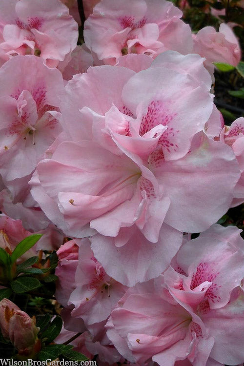  Nancy Of Robin Hill Azalea - 2 Gallon Pot