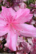  Northlake Beauty Azalea - 1 Gallon Pot 