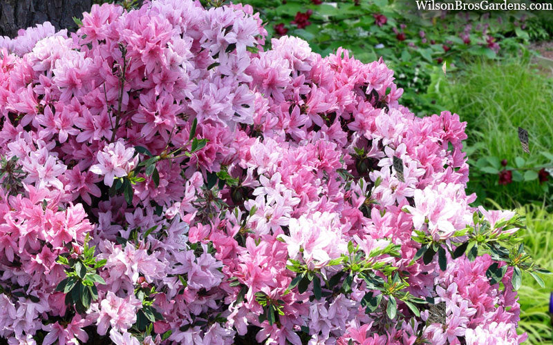  Northlake Beauty Azalea - 1 Gallon Pot