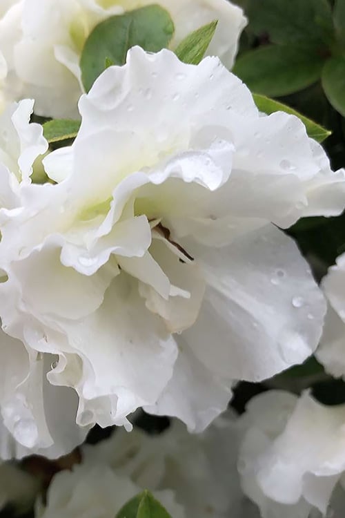  Perfecto Mundo Double White Reblooming Azalea - 2 Gallon Pot