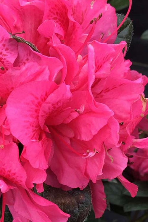  Perfecto Mundo Double Dark Pink Reblooming Azalea - 3 Gallon Pot