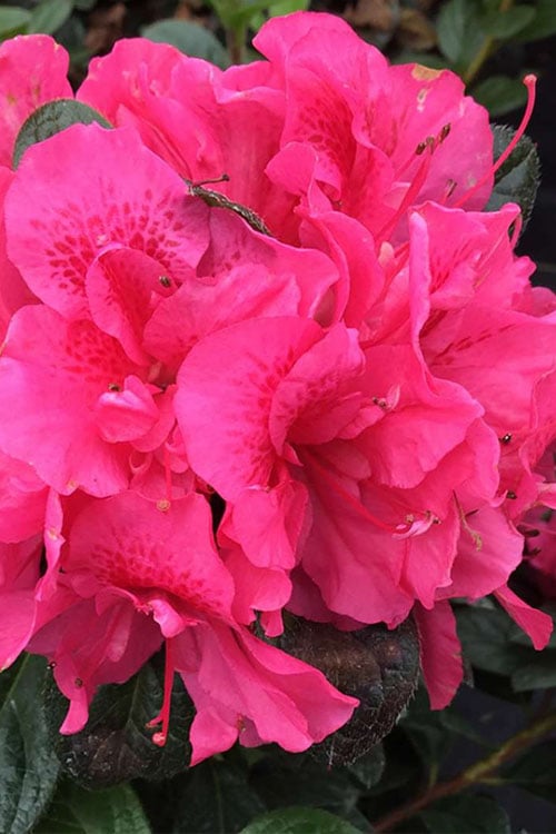 Perfecto Mundo Double Dark Pink Reblooming Azalea - 3 Gallon Pot