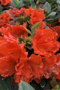  Perfecto Mundo Orange Azalea - 3 Pack Of Quart Pots