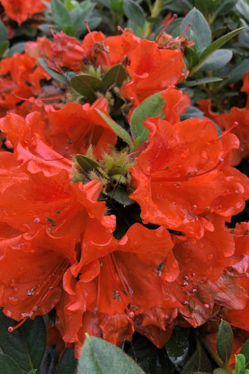  Perfecto Mundo Orange Azalea - 3 Pack Of Quart Pots