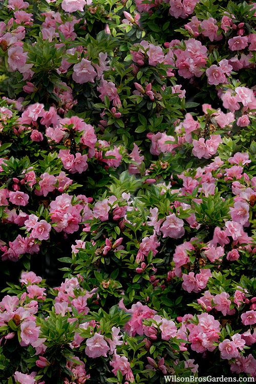  Perfecto Mundo Double Pink Reblooming Azalea - 3 Gallon Pot