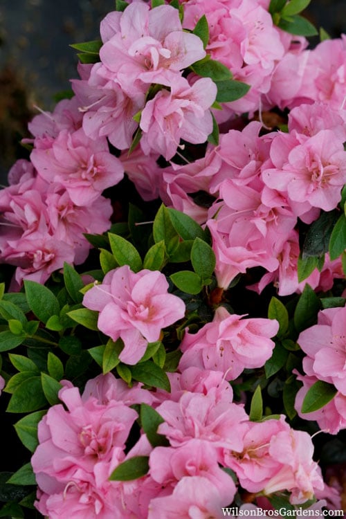  Perfecto Mundo Double Pink Reblooming Azalea - 2 Gallon Pot 