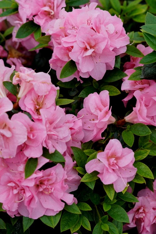  Perfecto Mundo Double Pink Reblooming Azalea - 2 Gallon Pot 