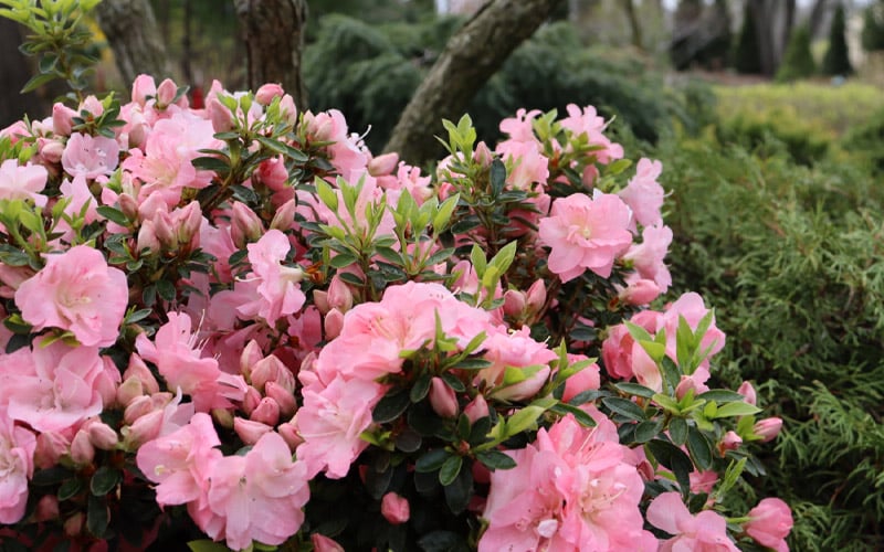  Perfecto Mundo Double Pink Reblooming Azalea - 3 Gallon Pot