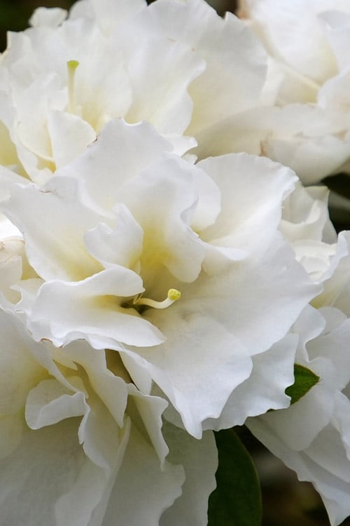  Perfecto Mundo Double White Reblooming Azalea - 2 Gallon Pot
