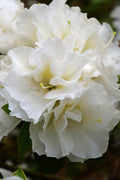  Perfecto Mundo Double White Reblooming Azalea - 2 Gallon Pot