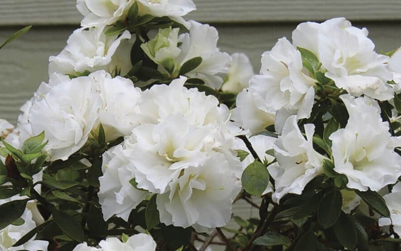  Perfecto Mundo Double White Reblooming Azalea - 2 Gallon Pot