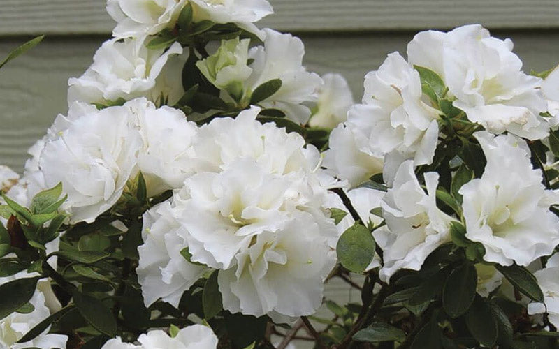  Perfecto Mundo Double White Reblooming Azalea - 2 Gallon Pot