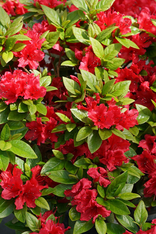  Perfecto Mundo Red Reblooming Azalea - 3 Pack Of Quart Pots