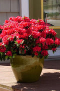 Perfecto Mundo Red Reblooming Azalea - 3 Pack Of Quart Pots
