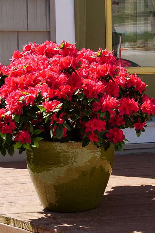  Perfecto Mundo Red Reblooming Azalea - 3 Pack Of Quart Pots