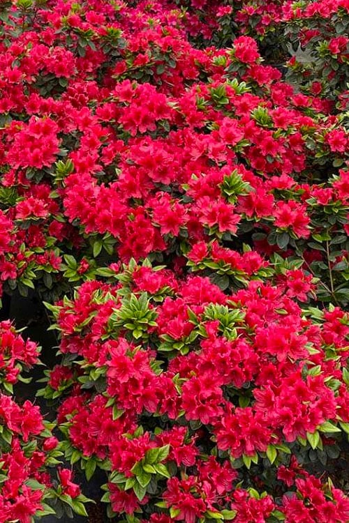  Perfecto Mundo Red Reblooming Azalea - 3 Pack Of Quart Pots