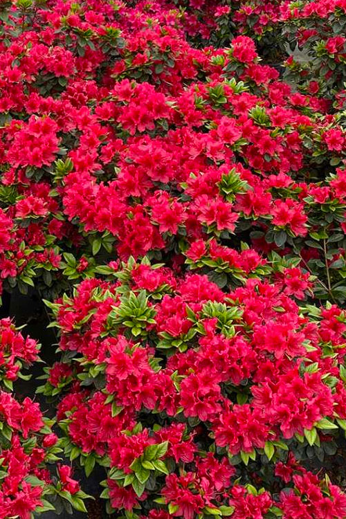  Perfecto Mundo Red Reblooming Azalea - 3 Pack Of Quart Pots