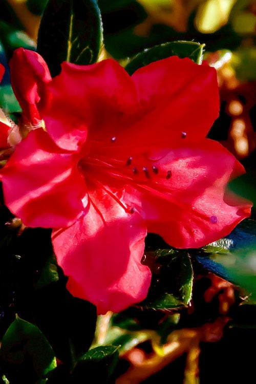  Perfecto Mundo Red Reblooming Azalea - 3 Pack Of Quart Pots