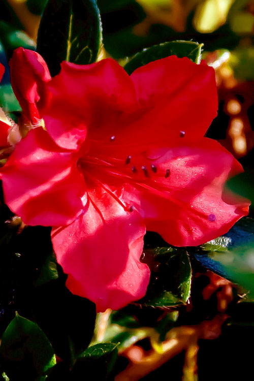  Perfecto Mundo Red Reblooming Azalea - 3 Pack Of Quart Pots
