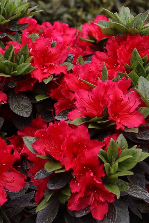  Perfecto Mundo Red Reblooming Azalea - 3 Pack Of Quart Pots